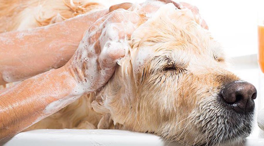 Comment donner un soin du visage à un chien ?