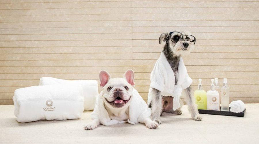 https___blogs-images.forbes.com_keithflamer_files_2019_01_E1D_2438-1200x801